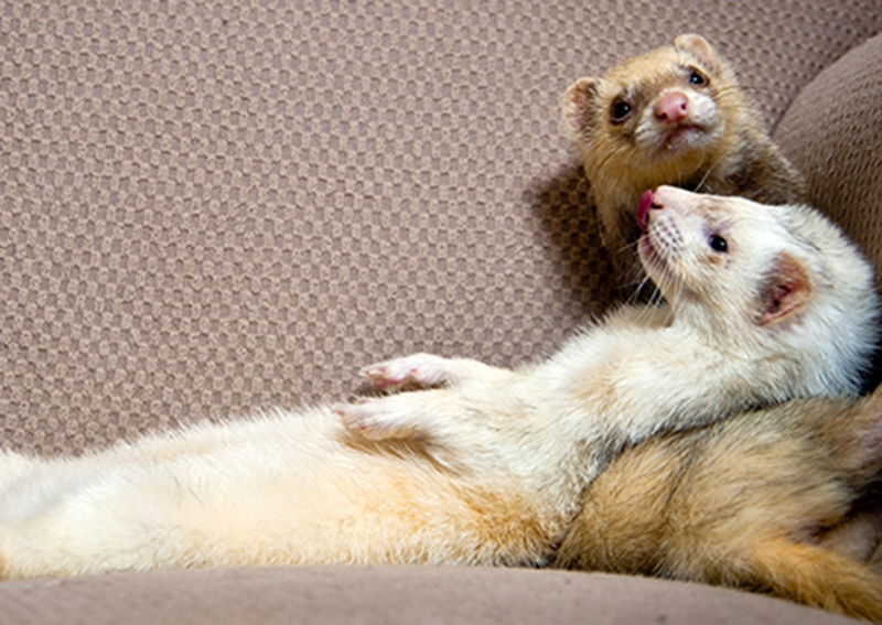 Pocket Pet Ferret Veterinary Care, Portalnd
